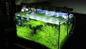 Освещение аквариума: выбор и использование ламп