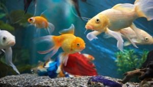 Разноцветные рыбки: разновидности и советы по содержанию