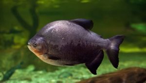 Рыба паку: описание разновидностей, уход и размножение