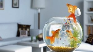 Сколько живут золотые рыбки и от чего это зависит?