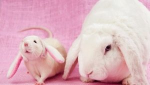 Совместимость Кролика (Кота) и Крысы по восточному календарю