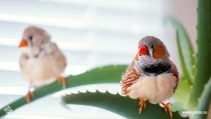Домашние птицы: обзор популярных видов