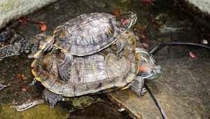 До каких размеров и как быстро вырастает красноухая черепаха в домашних условиях?