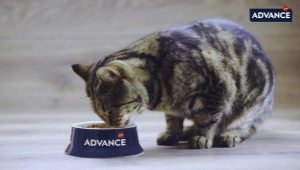 Обзор кормов для кошек и котов Advance
