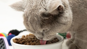 Особенности кормов для кошек и котов SUMMIT