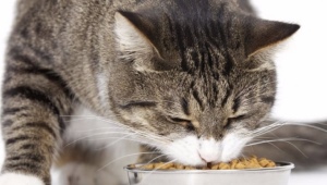 Особенности кормов для стерилизованных кошек GRANDORF