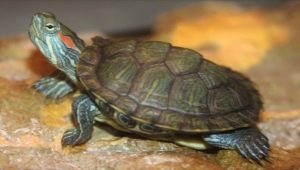 Уход за красноухой черепахой в домашних условиях