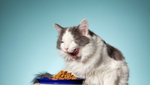 Все о кормах All Cats для кошек и котов