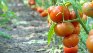Что посадить после помидоров на следующий год?