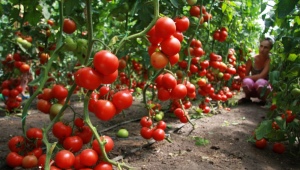 Как вырастить помидоры?