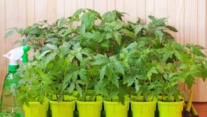 Как вырастить рассаду томатов без пикировки?