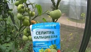 Лечение вершинной гнили томатов кальциевой селитрой