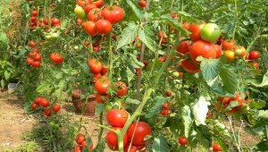 Правила посадки помидоров