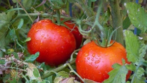 Выращивание помидоров по методу Маслова