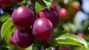 Сливово-вишневый гибрид (СВГ): описание и выращивание