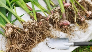 Когда выкапывать луковицы гиацинтов и как их хранить до посадки?