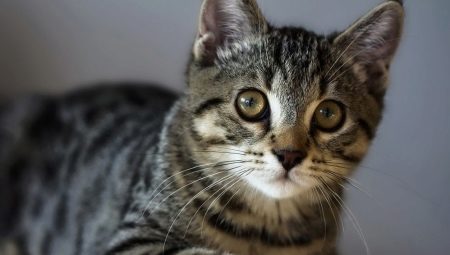 Американская жесткошерстная кошка: особенности породы