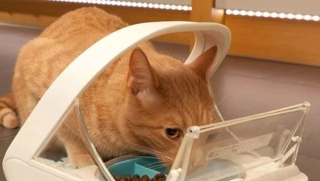 Автоматические кормушки для кошек: виды, правила выбора и изготовление 