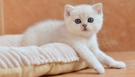 Белые британские кошки: описание породы и содержание