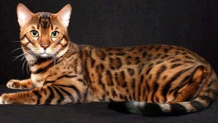 настоящая бенгальская кошка