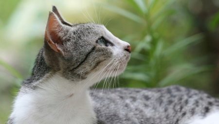Бразильская короткошерстная порода кошек thumbnail