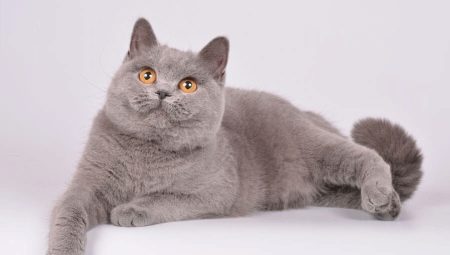 Британские лиловые кошки и коты: описание и список кличек