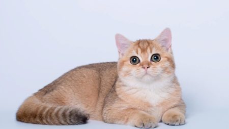 Порода кошек британец золотой thumbnail