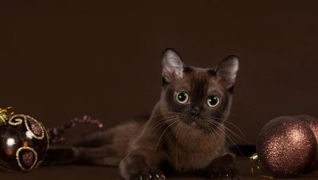 Характер бурманской кошки 