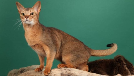 Цейлонские кошки: описание породы и особенности содержания