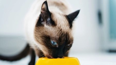 Чем кормить сиамских кошек?
