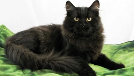 Черная сибирская кошка: описание породы и особенности окраса
