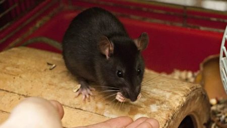 Что едят домашние крысы?