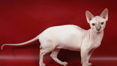 Двэльф: особенности породы и правила ухода за кошками