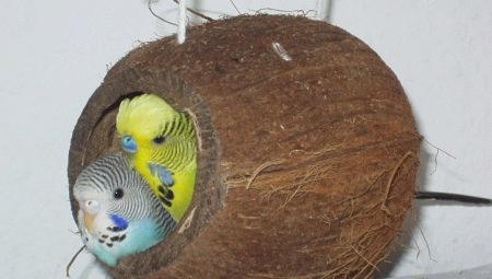 Гнездо для волнистых попугаев: особенности выбора и правила изготовления