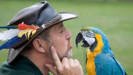 Говорящие попугаи: описание видов и советы по обучению