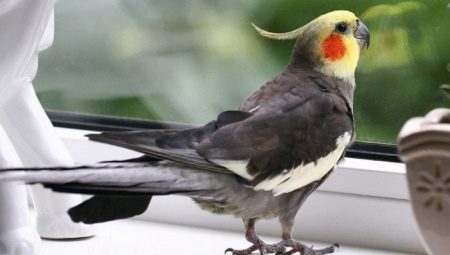 Интересные и красивые имена для попугая корелла