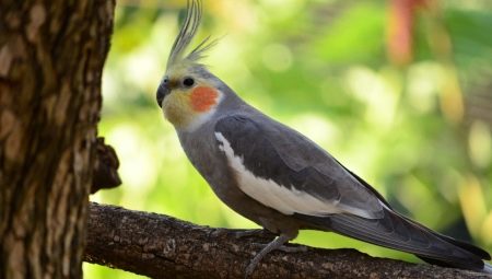 Как определить возраст попугая корелла? 