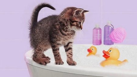Как правильно купать котенка в первый раз и с какого возраста можно начинать?