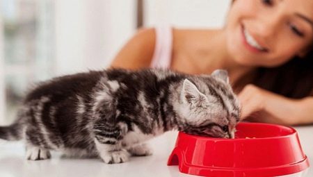 Как приучить котенка к сухому корму?