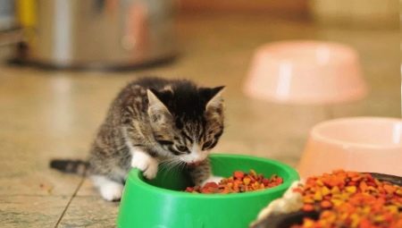 Как выбрать корм для котят возрастом до года?