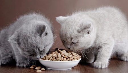 Как выбрать сухой корм премиум-класса для кошек?