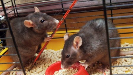 Клетки для крыс: характеристики, выбор, оснащение, уход
