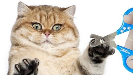Когтерезки для кошек: виды, особенности выбора и эксплуатации