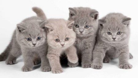 Корм для британских котят: виды и особенности выбора