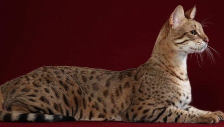 Кошка ашера: особенности и правила содержания