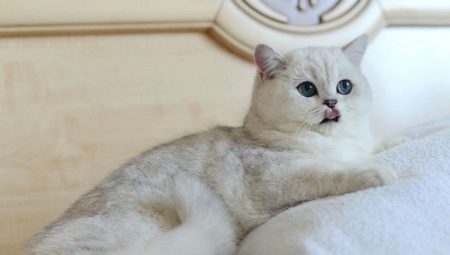Кошка серебристая шиншилла: описание и правила содержания