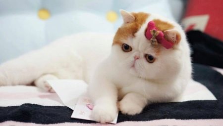 Японские Кошки Породы Фото