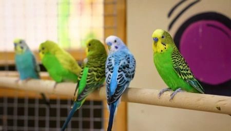 Маленькие попугаи: виды, сколько живут и как ухаживать?