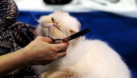 Машинки для стрижки кошек: виды, модели, выбор и эксплуатация