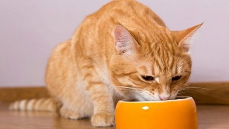 Можно ли кормить кошку сухим и влажным кормом одновременно?